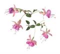 فوشیا ، گل گوشواره ، lady's eardrops